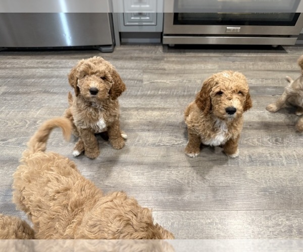 Medium Photo #7 Goldendoodle Puppy For Sale in OAKLAND, CA, USA