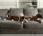 Small Photo #13 Boxer Puppy For Sale in CHICAGO, IL, USA