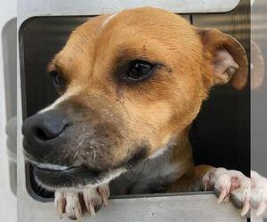 Chihuahua Dogs for adoption in San Antonio, TX, USA