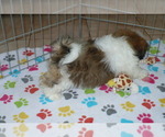 Small Photo #3 Lhasa Apso Puppy For Sale in ORO VALLEY, AZ, USA
