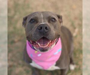 American Staffordshire Terrier-Unknown Mix Dogs for adoption in San Antonio, TX, USA