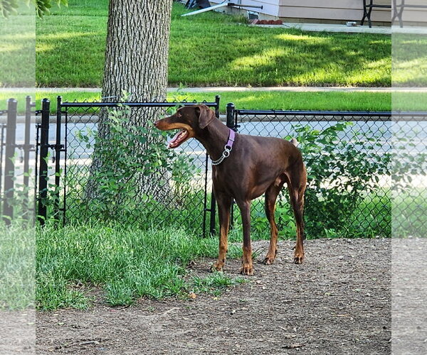 Medium Photo #11 Doberman Pinscher Puppy For Sale in Buffalo, MN, USA