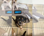 Small #1 Mutt