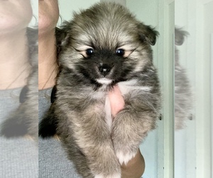 Pomeranian Puppy for sale in WEEKI WACHEE, FL, USA