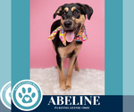 Small #4 Labrador Retriever Mix