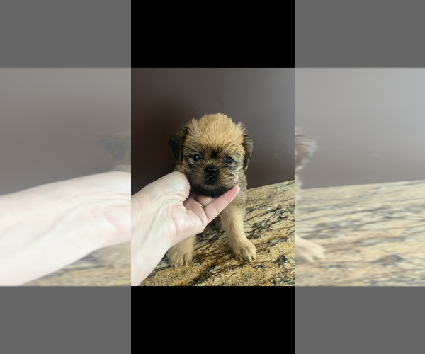 Medium Photo #2 Brussels Griffon Puppy For Sale in NILES, MI, USA