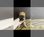 Small #1 Brussels Griffon
