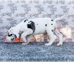 Small #5 Great Dane