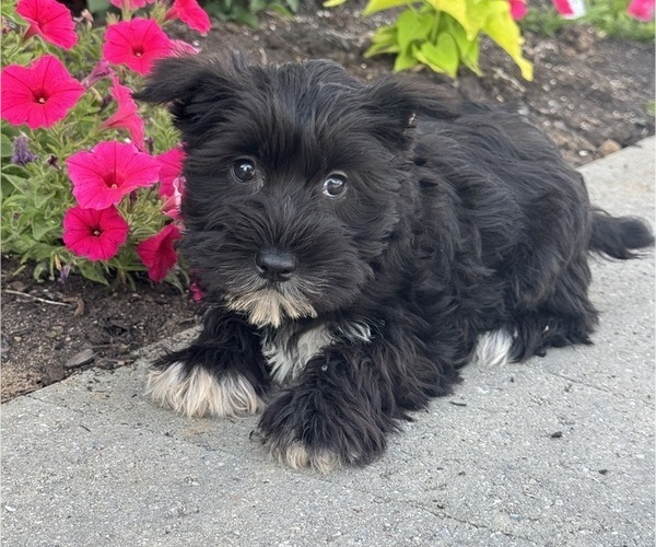 Medium Photo #3 Schnauzer (Miniature) Puppy For Sale in CANOGA, NY, USA