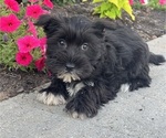 Small #2 Schnauzer (Miniature)