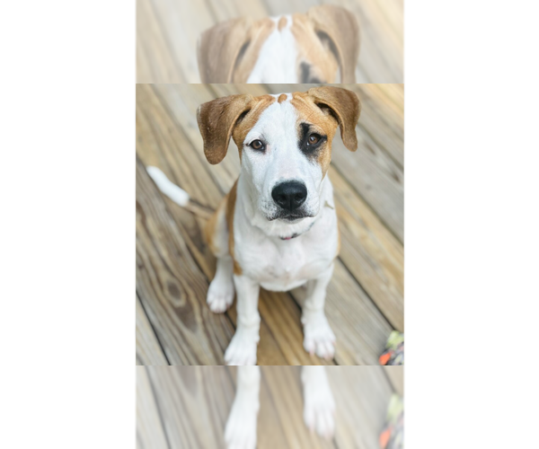 Medium Photo #29 Labrador Retriever-Unknown Mix Puppy For Sale in Brewster, NY, USA