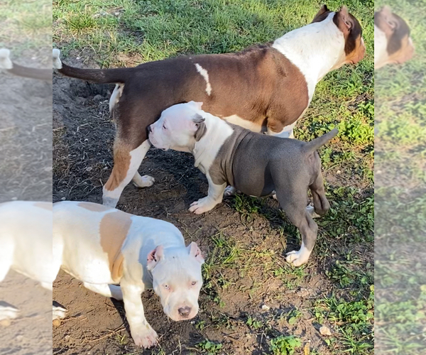Medium Photo #23 American Bully Puppy For Sale in JACKSONVILLE, FL, USA