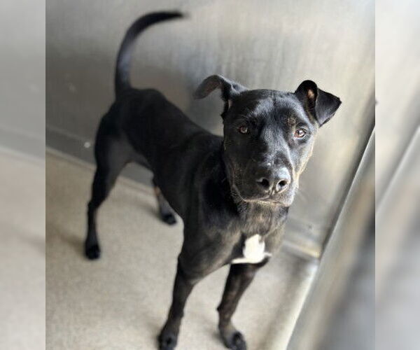 Medium Photo #1 Mutt Puppy For Sale in San Bernardino, CA, USA