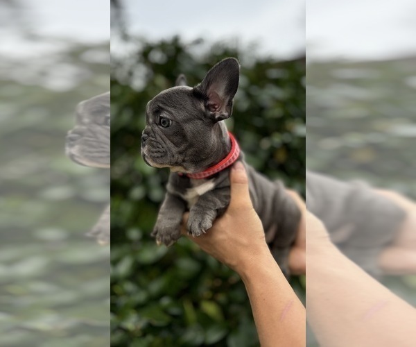 Medium Photo #7 French Bulldog Puppy For Sale in METUCHEN, NJ, USA