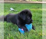 Small Photo #2 Labrador Retriever Puppy For Sale in RONKS, PA, USA