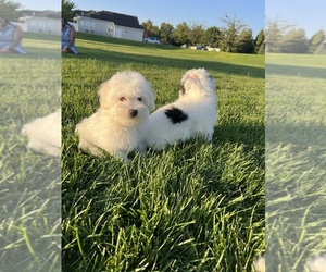 Coton de Tulear Puppy for sale in MIDVALE, UT, USA