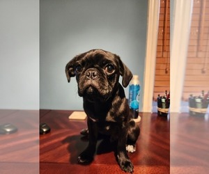 Pug Puppy for sale in CHICAGO, IL, USA