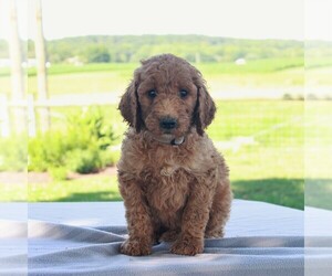 Goldendoodle-Poodle (Standard) Mix Puppy for sale in HONEY BROOK, PA, USA