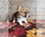 Small #5 Pembroke Welsh Corgi