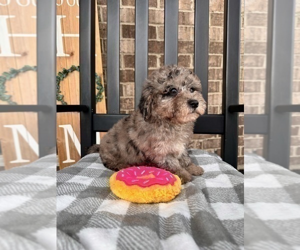 Medium Photo #4 Cavapoo Puppy For Sale in INDIANAPOLIS, IN, USA