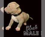 Puppy 9 American Pit Bull Terrier