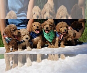 Goldendoodle-Poodle (Miniature) Mix Puppy for sale in TIMBERLAKE, NC, USA