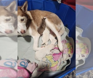 Mother of the Siberian Husky puppies born on 01/05/2024