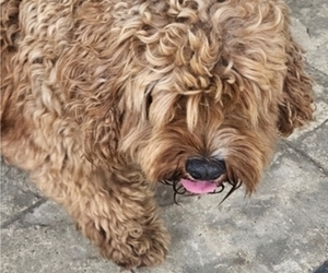 Mother of the Cavapoo puppies born on 06/16/2025