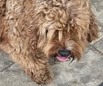 Small Photo #1 Cavapoo Puppy For Sale in LANTON, MO, USA