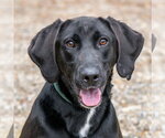 Small #2 Labrador Retriever Mix