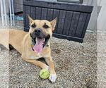 Small #8 American Pit Bull Terrier Mix