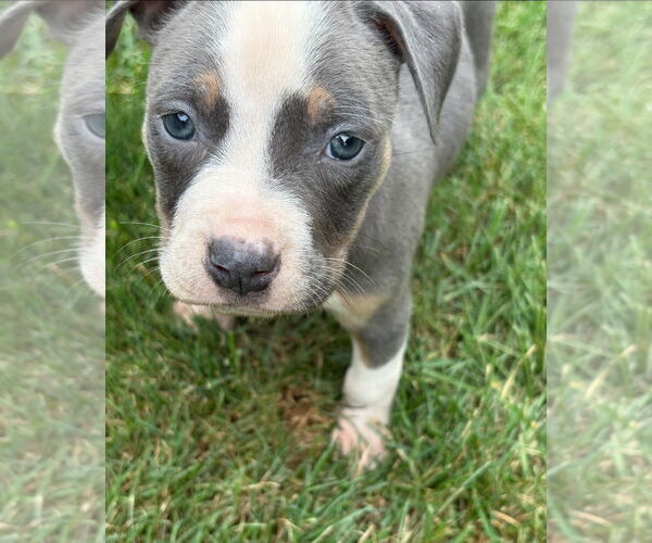 Medium Photo #1 American Pit Bull Terrier-American Staffordshire Terrier Mix Puppy For Sale in Belleville, MI, USA
