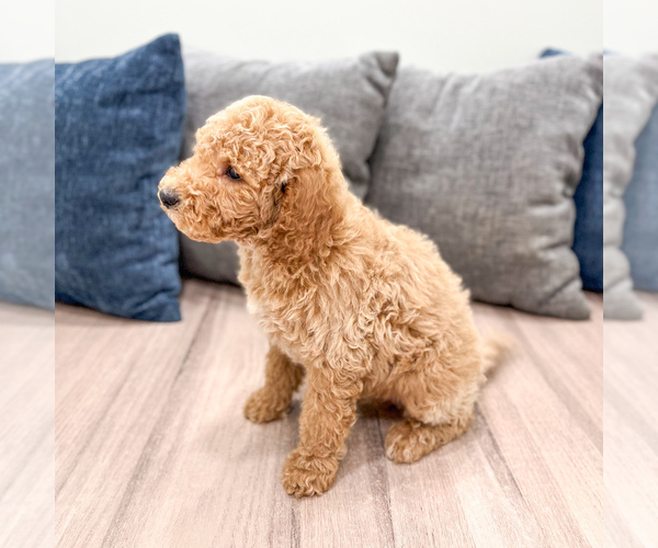 Medium Photo #5 Miniature Labradoodle Puppy For Sale in MILLERSBURG, OH, USA