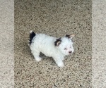 Small #1 Yorkshire Terrier