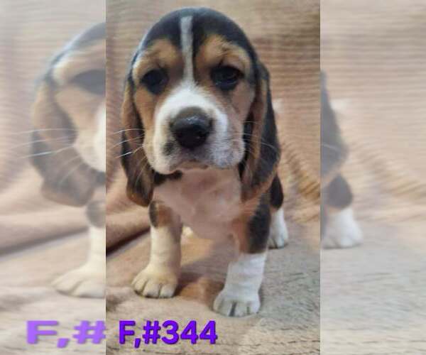 Medium Photo #2 Beagle Puppy For Sale in CENTRALIA, WA, USA