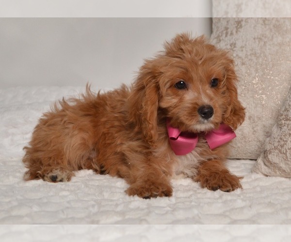 Medium Photo #8 Cavapoo Puppy For Sale in CHRISTIANA, PA, USA