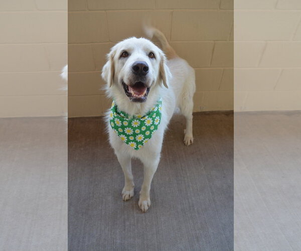 Medium Photo #2 Great Pyrenees-Unknown Mix Puppy For Sale in McKinney, TX, USA