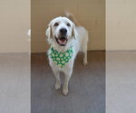 Small #1 Great Pyrenees Mix