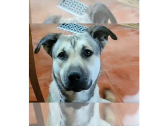 Anatolian Shepherd-Unknown Mix Dogs for adoption in Los Lunas, NM, USA