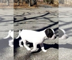 Puppy 4 American Pit Bull Terrier-Great Pyrenees Mix