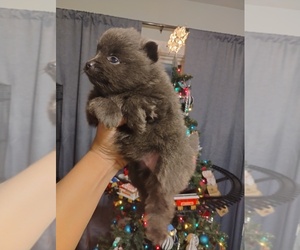 Pomeranian Puppy for sale in VALPARAISO, IN, USA