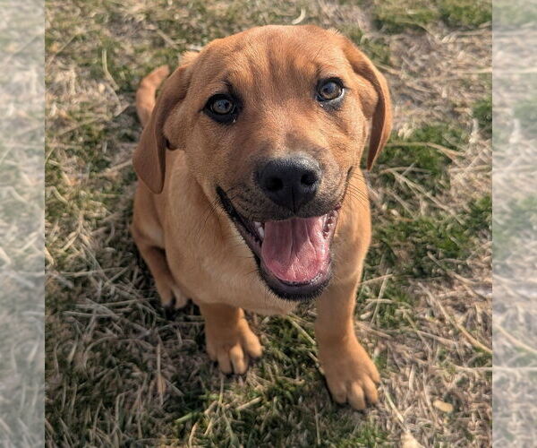 Medium Photo #5 Mutt Puppy For Sale in Vail, AZ, USA