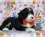 Small Photo #4 Bernedoodle (Miniature) Puppy For Sale in LANCASTER, PA, USA