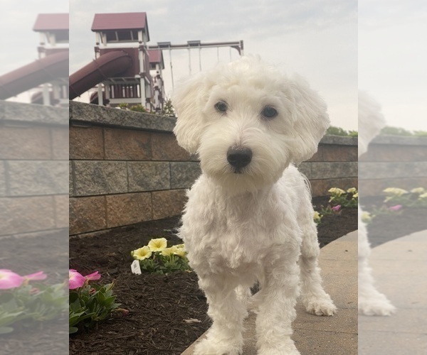 Medium Photo #1 Coton de Tulear Puppy For Sale in CANOGA, NY, USA