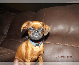 Brussels Griffon Puppy for Sale in BERRYVILLE, Arkansas USA