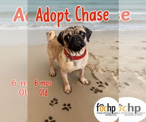 Pug Dogs for adoption in Menifee, CA, USA