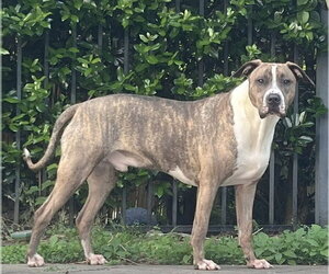 Jimmy - Louisiana Litter - Male Mutt Dog for Adoption - Photo #5