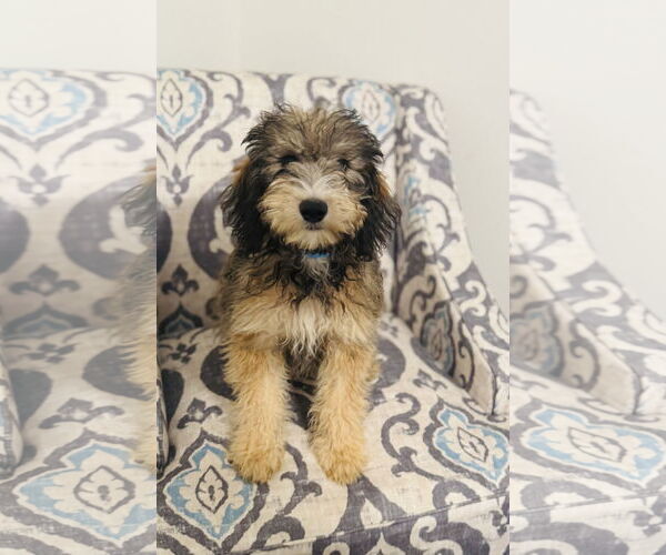 Medium Photo #2 Miniature Bernedoodle Puppy For Sale in Valrico, FL, USA