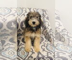 Small #1 Miniature Bernedoodle