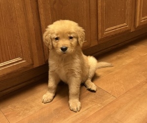 Golden Retriever Puppy for sale in JACKSONVILLE, FL, USA